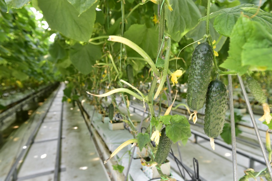 MADR continuă programul de susținere a producției de legume